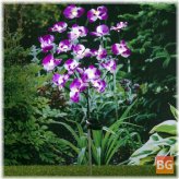 Orchids Solar Light - 75CM - Outdoor Decoration Light